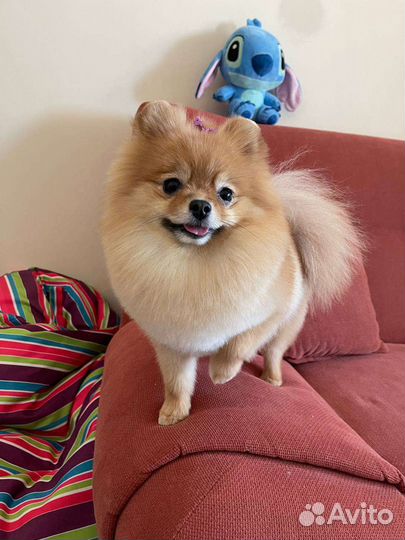 Шпиц вязка девочка