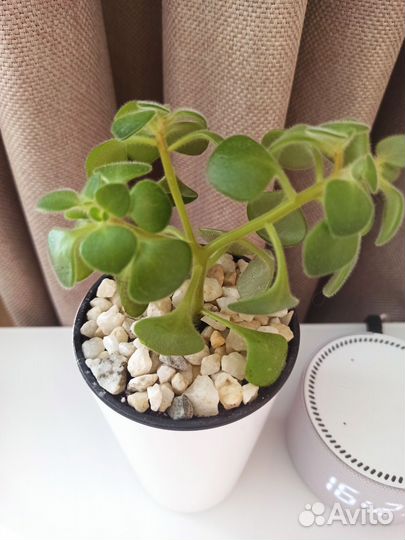 Цветок - семейное счастье