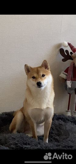 Вязка сиба ину девочка