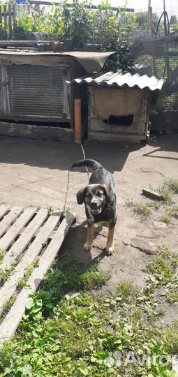Собака в добрые руки