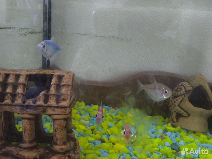 Аквариумные рыбки