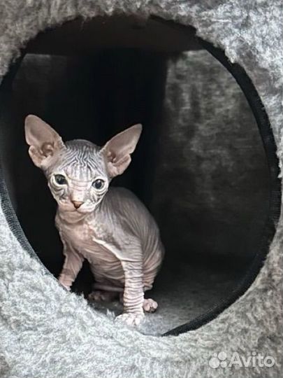 Донской сфинкс