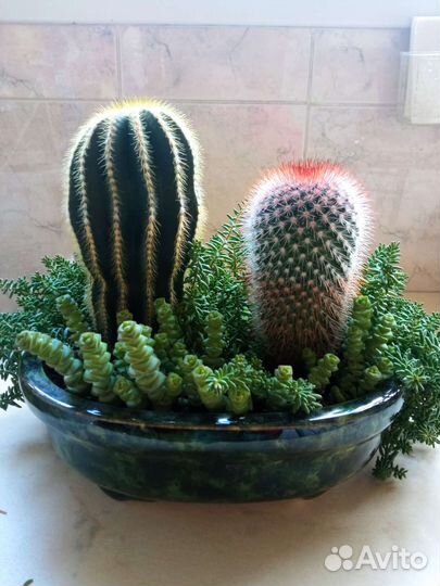 Кактусы и суккуленты