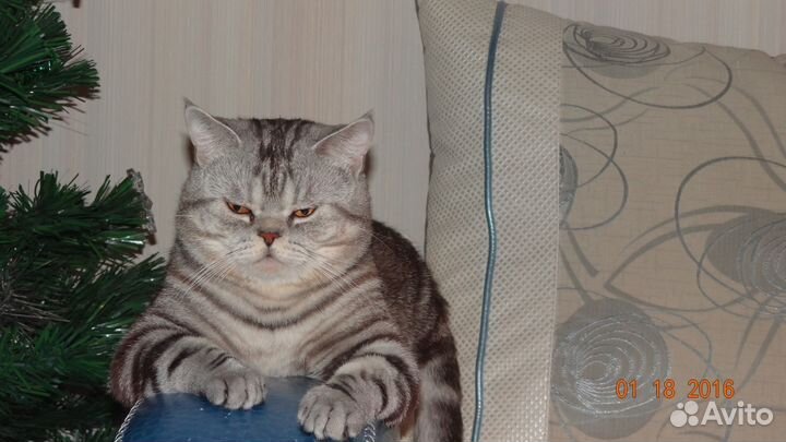 Британский кот вязка