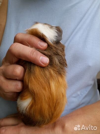 Морская свинка мальчик