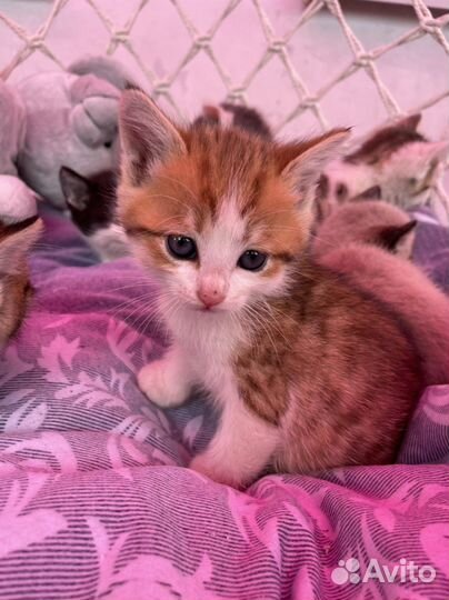 Милые котята