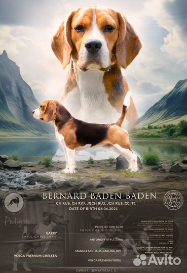 Бигль вязка