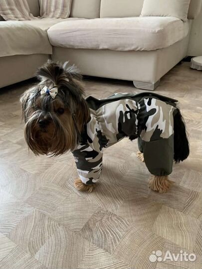 Пошив одежды для собак и кошек