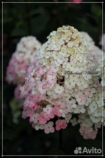 Самарская Лидия