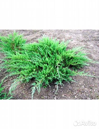 Туи, ели, ель голубая,кедр,сосна,сосна горная