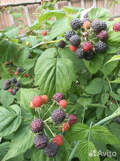 Кумберленд черная малина,саженец