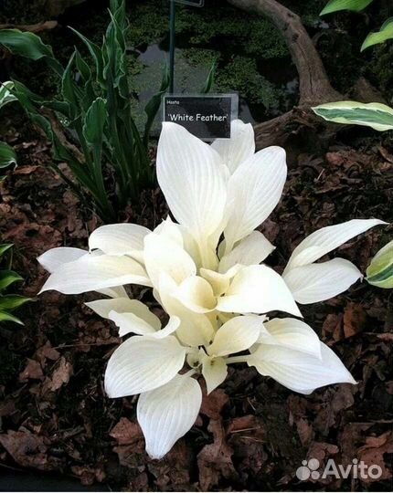 Хоста White Feather (Вайт Фезер)