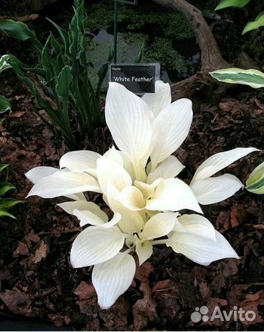 Хоста White Feather (Вайт Фезер)