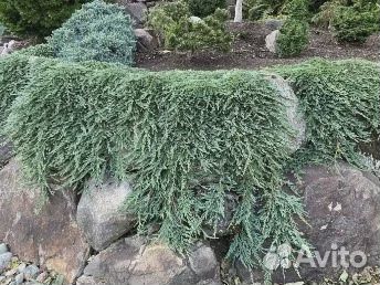Можжевельник горизонтальный. 