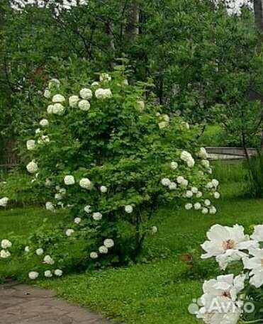 Саженцы калины бульдонеж и цветы многолетники