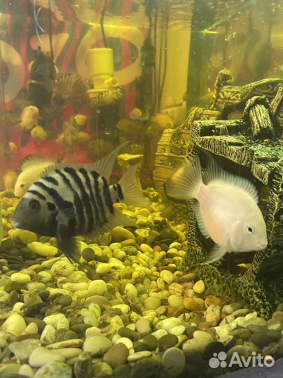 Аквариумные рыбы цихлиды