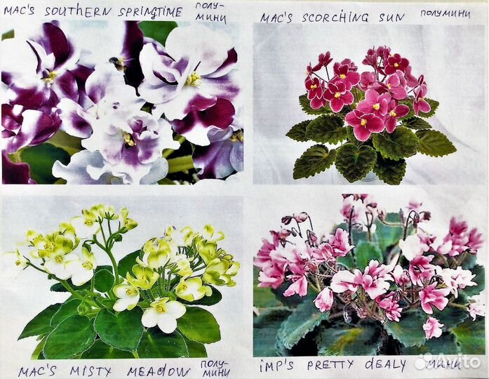 Сортовые фиалки зарубежных селекционеров