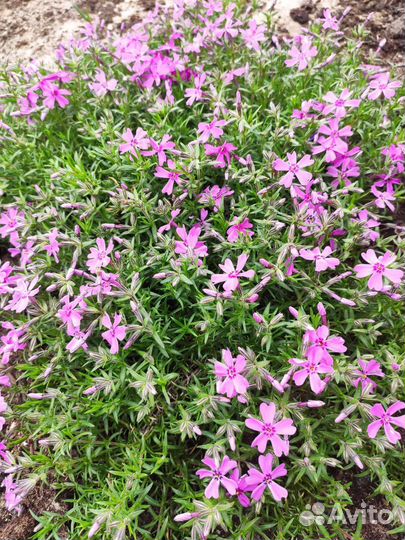 Цветы многолетние