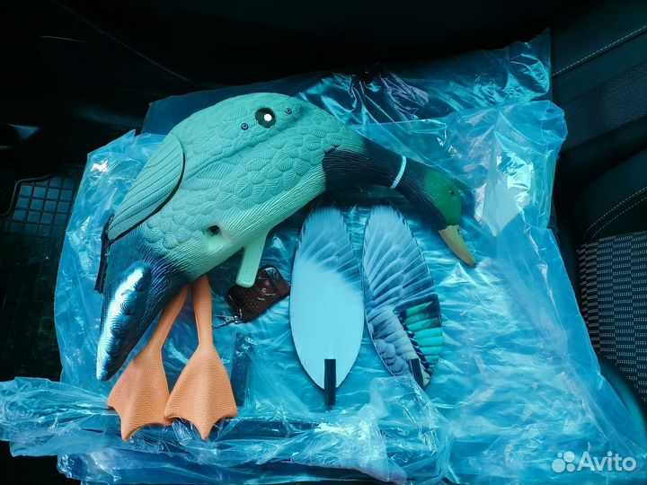 Махокрыл утки электрический, селезни