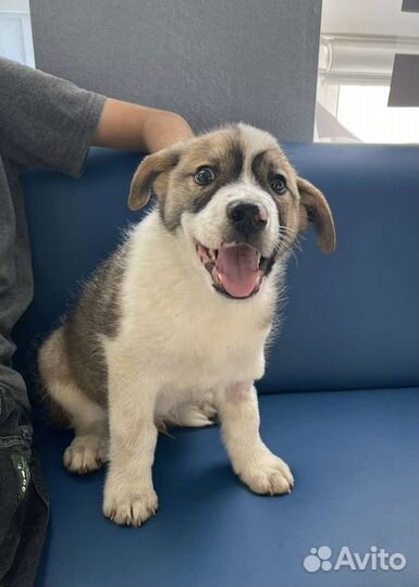 Милый щенок Локи ищет дом