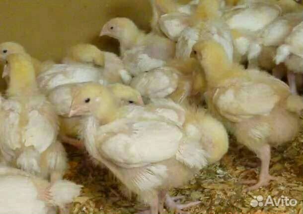 Бройлер 10дн. и старше Центр