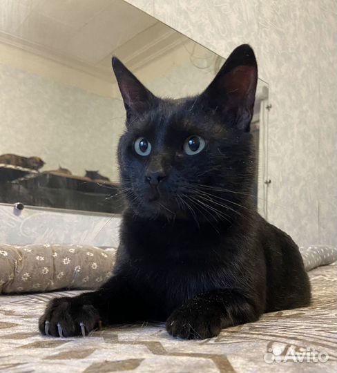 Танцующий Джимми