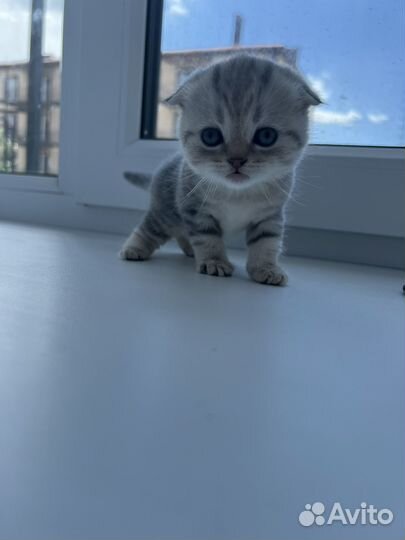 Шотландские котята