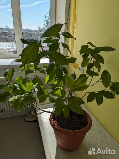 Комнатные растения цветы