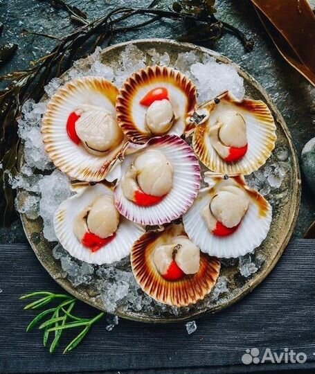 Морской гребешок на полустворке