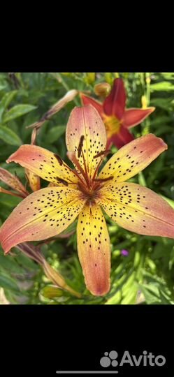 Лилии на посадку 2