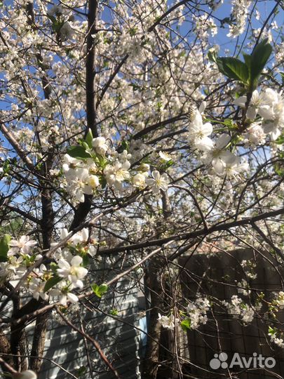 Саженцы вишни