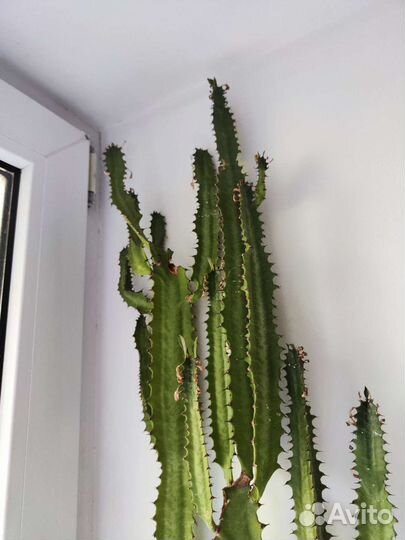 Кактус Мексиканский высокий Эуфорбия Акрурэнсис