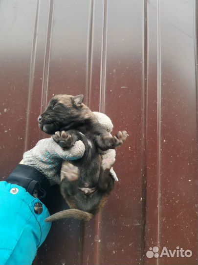Собака в добрые руки отдам бесплатно