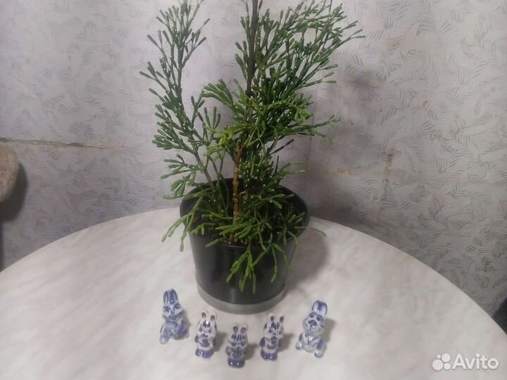 Хоттиора сиккулент