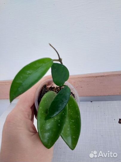 Домашние растения