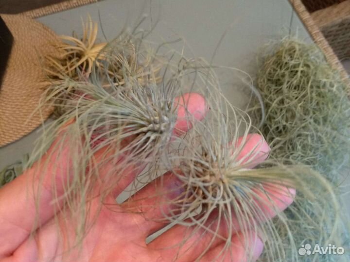 Тилландсия атмосферная