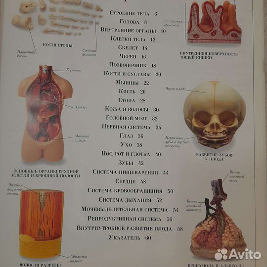 Детская энциклопедия анатомия человека