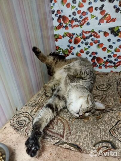 Кошка в дар