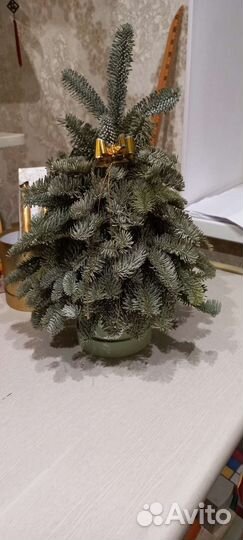 Елочка ищ датского голубого лапника