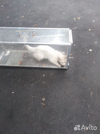 Аренда котоловки