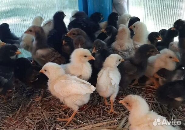 Цыплята, два месяца