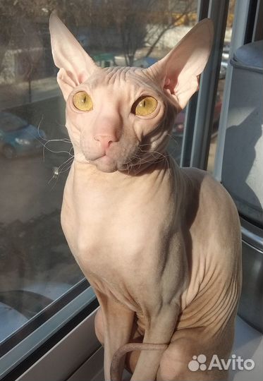 Вязка с котом