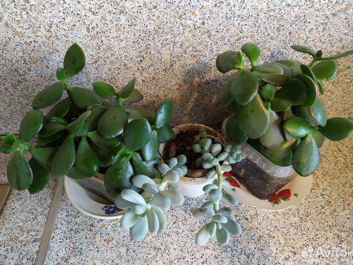 Суккуленты