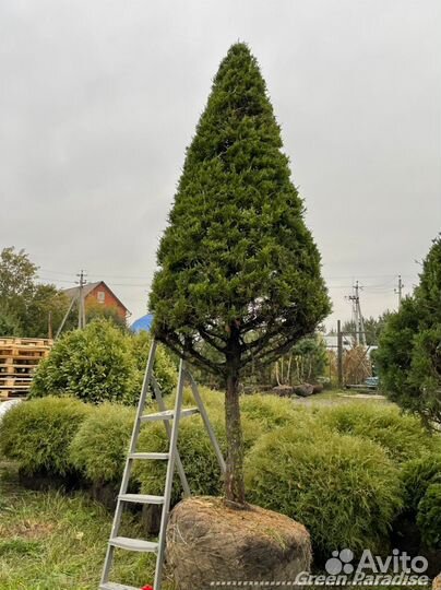 Можжевельник формированный виргинский