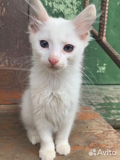 Котята отдам в добрые руки бесплатно