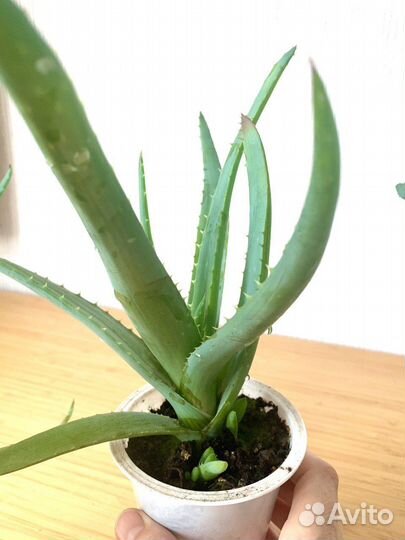 Алое вера растение