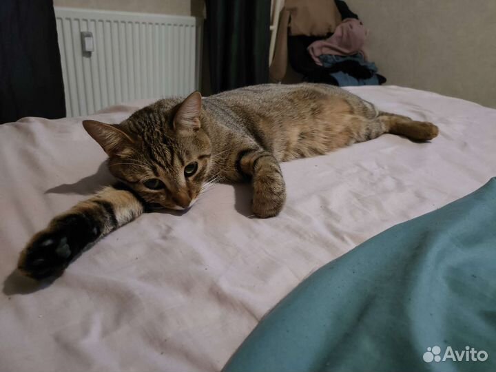 Два потрясающих кота