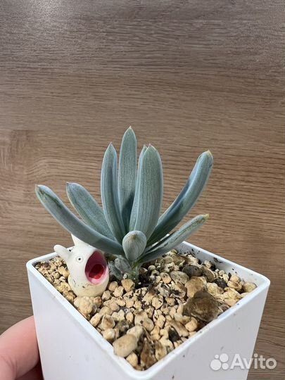 Senecio Serpens сукулент