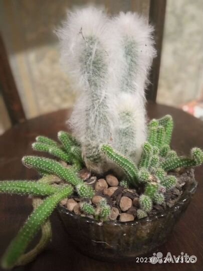 Кактусы и суккуленты