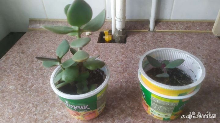 Домашние растения цветы